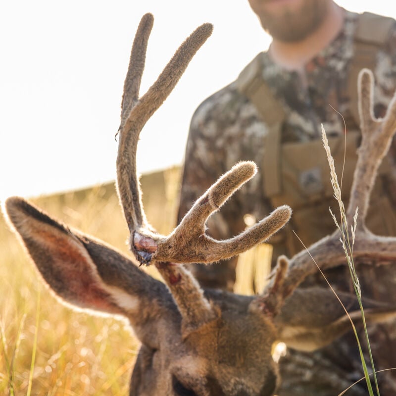 Archery Mule Deer